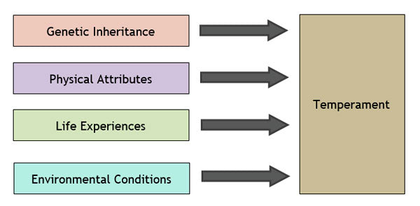 Emotional Intelligence Exercise: Temperament Analysis